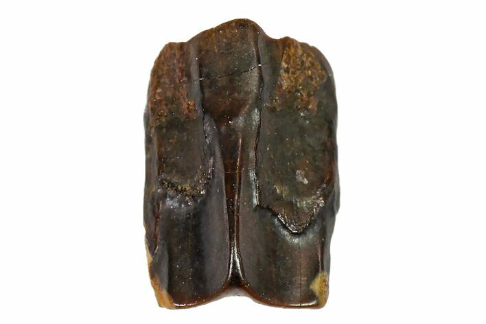 Fossil Hadrosaur (Edmontosaurus) Shed Tooth- Montana #110987